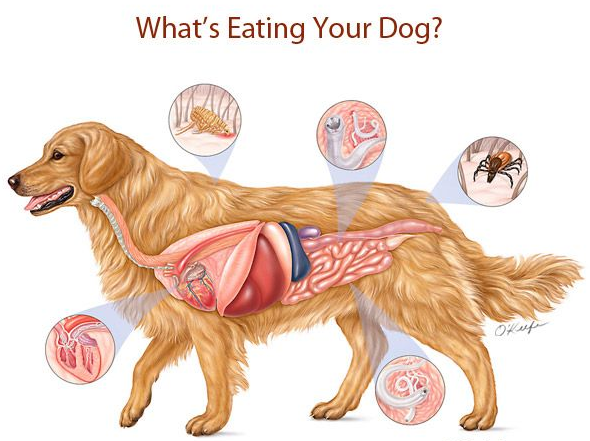 intestinal parasites in dogs