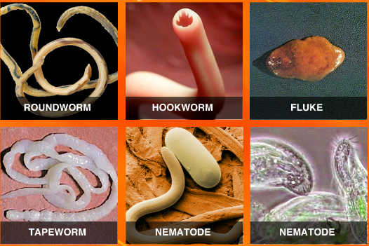 how-to-get-rid-of-parasites-holistic-health