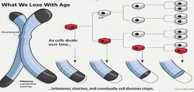 Telomere Shortening